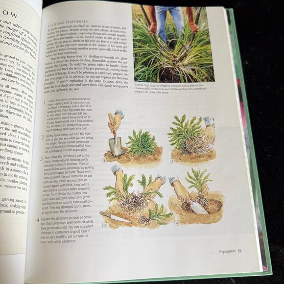 Sunset Annuals and Perennials | 2002 | Vintage Gardening Book - Picture 7 of 10